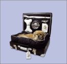 Luxury for Dogs