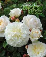 David Austins English Roses