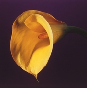 Mapplethorpe Complete Flowers