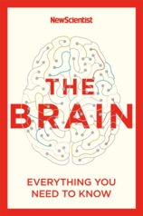 The Brain