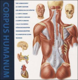 Human Body