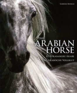 Arabian Horse