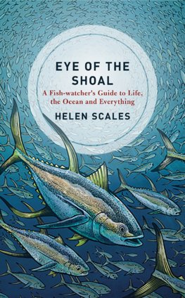 Eye of the Shoal