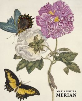 Maria Sibylla Merian