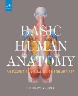 Basic Human Anatomy